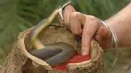 Snake Strike still