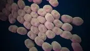 Hunting the Nightmare Bacteria still