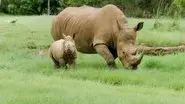 Big Day for Baby Rhino still