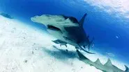 Hammerhead Highway still