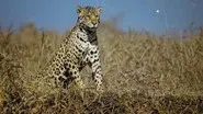 Jaguar Jungle still