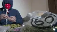 Marijuana Mayhem still