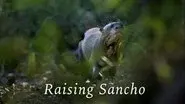 Raising Sancho still
