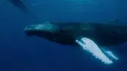 Realm of the Humpbacks still