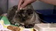 Miracle Cat still