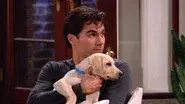 The Truth About Will and Dogs still