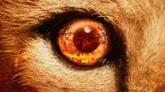 Cheetah still