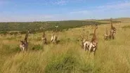 The Animal Agenda still