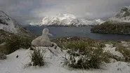 South Georgia: an Island All Alone still
