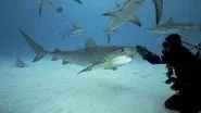 Misunderstood Predators: Part 1 still