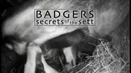 Badgers - Secrets Of The Sett still