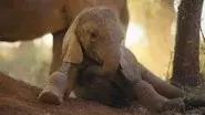 The Elephant Calf still