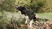 Cadaver Dogs still