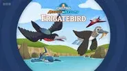 Frigatebird still