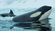 Antarctic Killer Waves still