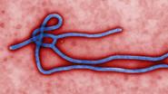 Hunting Boko Haram / Ebola Outbreak still