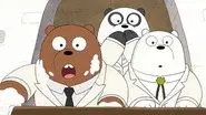 Best Bears still