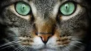 Cat Tales still