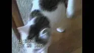 The Craigslist Killer still
