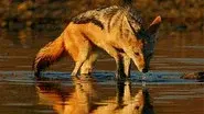 Year of the Jackal still