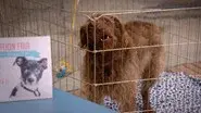 Adam Ruins Animals still