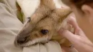 Terri's Wonder Wallaby still