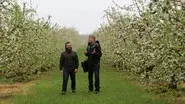 How 'Bout Them Apples still