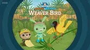 Weaver Bird still
