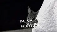 Stalking Miss Daisy still