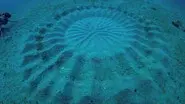 Infrared UFO Attack, Human Bear, & Underwater Crop Circles still