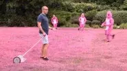 Pity in Pink still