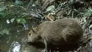 Capybara: Swamp Hogs still