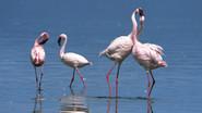 The Mating Game still