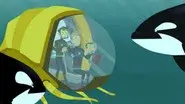This Orca Likes Sharks still