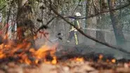 Forest in flames still