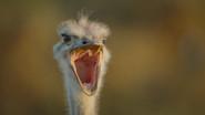 The Ostrich still