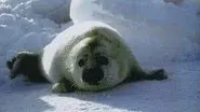 Seals: Invaders of the Sea still