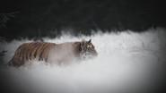 Most Astonishing Creatures still