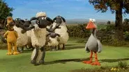 Sheep Sheep Goose still