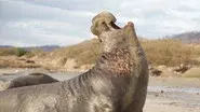 Eat or Be Eaten still