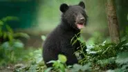 The Moon Bear Cub still