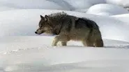 1/30/2022: A 60 Minutes Wildlife Tour still