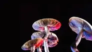 Can Psychedelics Cure? still