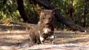 A Wild Dog's Story still