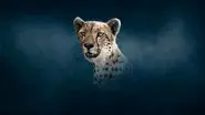 Cheetah still