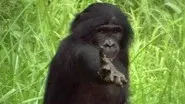 Ape Genius still