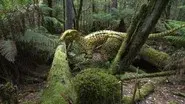 Australia's First 4 Billion Years: Monsters still