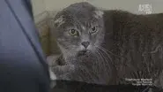 Feral Scottish Fold still
