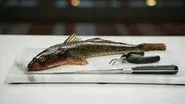 Skills Challenge: Fish Butchery still
