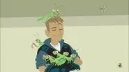 Praying Mantis still